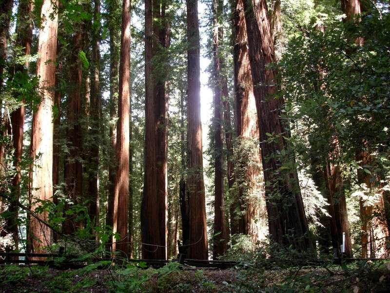 Richardson Grove State Park, CA