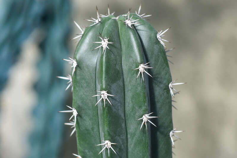 Rockefeller Park Greenhouse