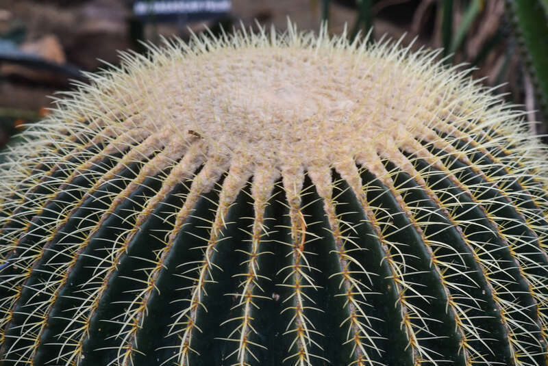 Rockefeller Park Greenhouse
