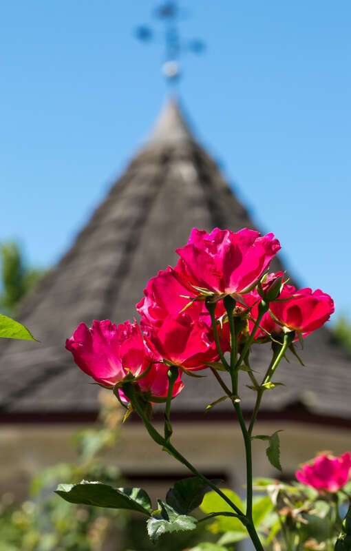 The rose garden with gazebo in the background at Bush Park in Salem, Oregon.