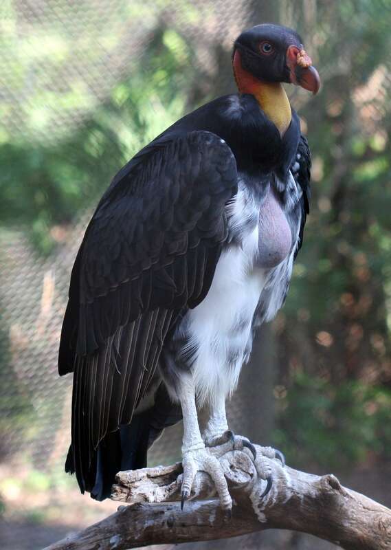 A juvenile King Vulture (Sarcoramphus papa) with its predominantly dark plumage, at Brevard Zoo, Florida, USA.