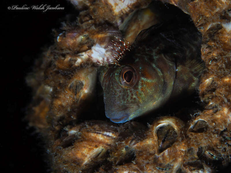 Molly Miller (Scartella cristata) in the United States