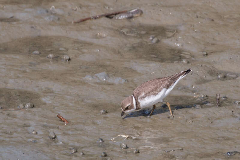 Fall migration is upon us, and that means shorebirds. Yesterday I went to Belle Isle Marsh (basically the only remaining salt marsh in Boston) for a short hike with the family, and managed to also see a few birds despite the tide and midday sun. The