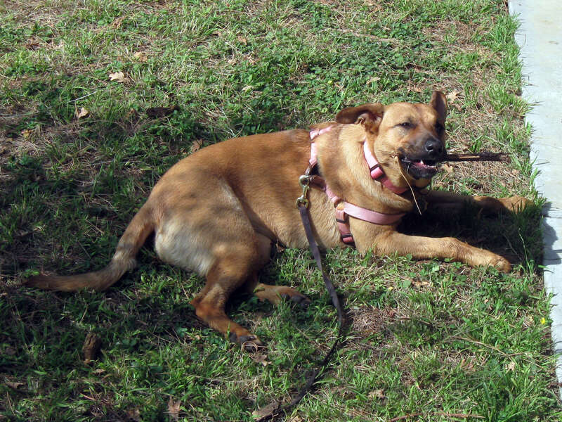 Bella and one of her sticks, outside the Monrovia Canyon Park Nature Center.