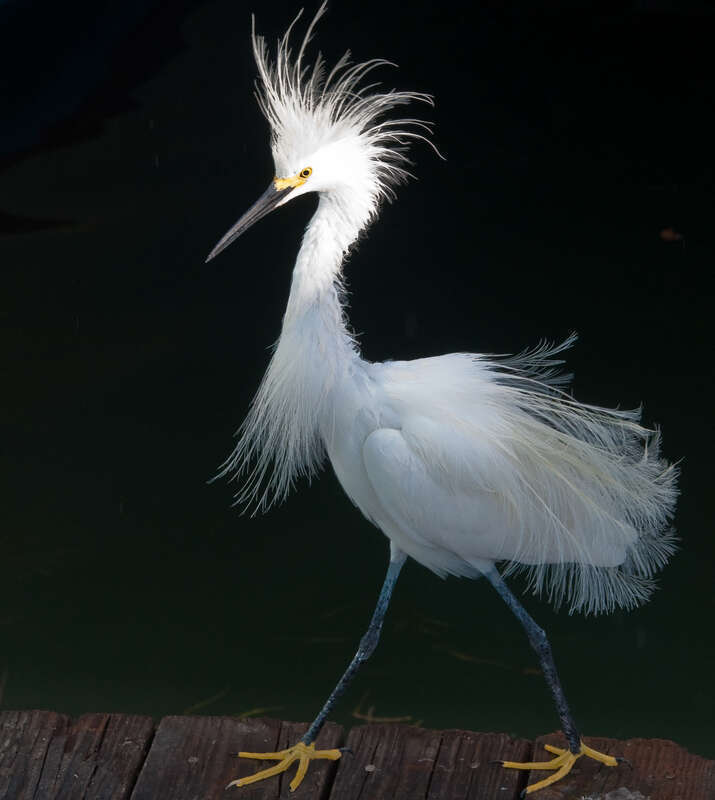 Photo of a snowy egret with full plume walking on a pier.