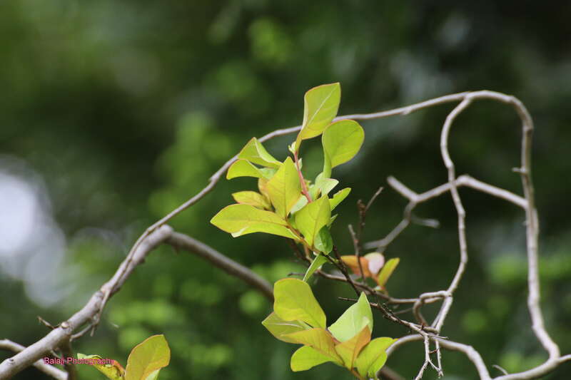 Photos Clicked in Rancho Cardova - California