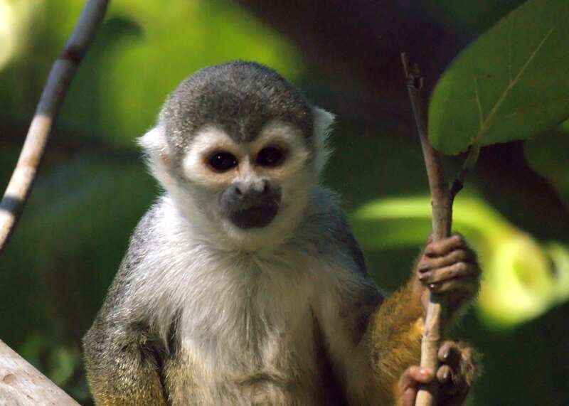 Squirrel monkeys roam freely on the 35 acre grounds of the Bonnet House Museum &amp;amp; Gardens in Fort Lauderdale, Florida.
