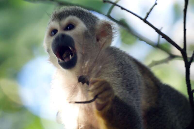 Squirrel monkeys roam freely on the 35 acre grounds of the Bonnet House Museum &amp;amp; Gardens in Fort Lauderdale, Florida.