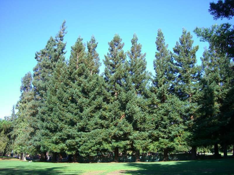 stand of trees along a fence