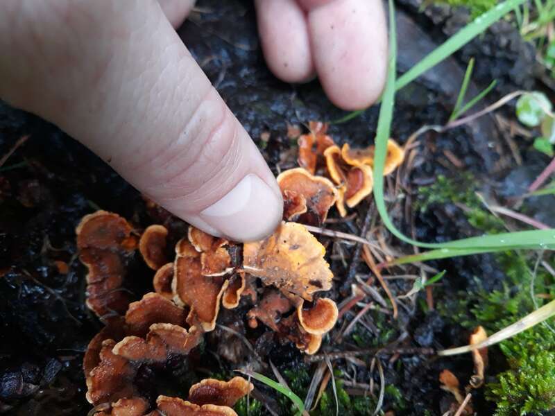 hairy curtain crust (Stereum hirsutum)