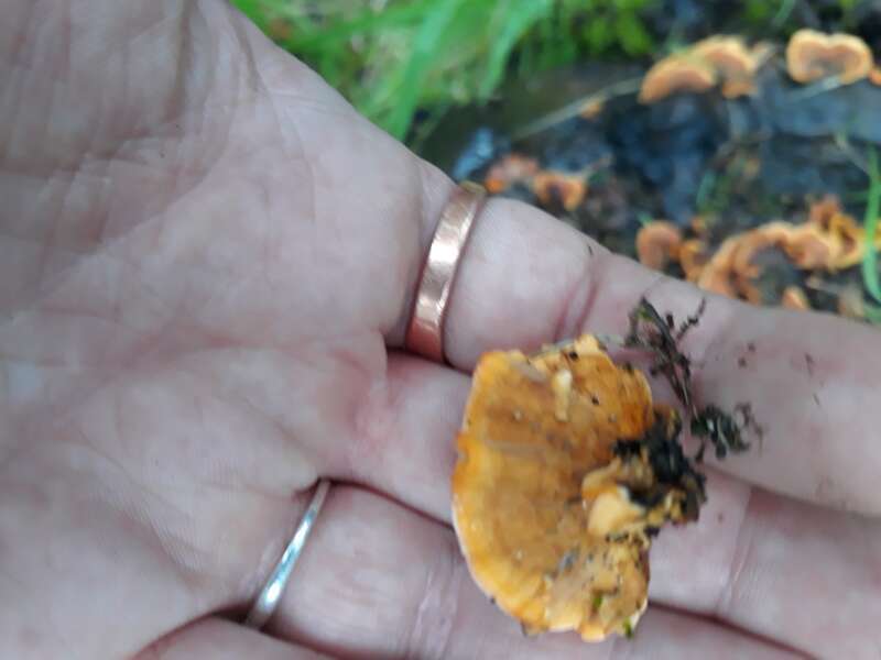 hairy curtain crust (Stereum hirsutum)