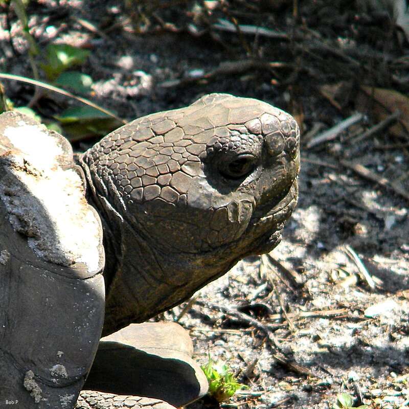An ancient gopher tortoise welcoming another sunny day.