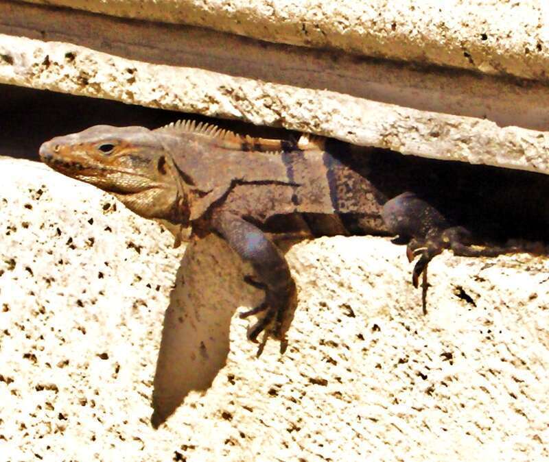 Sunbathing on the Broadwalk, Hollywood Beach, FL. Ma demeure est directement sur le Broadwalk, chanceux hein!