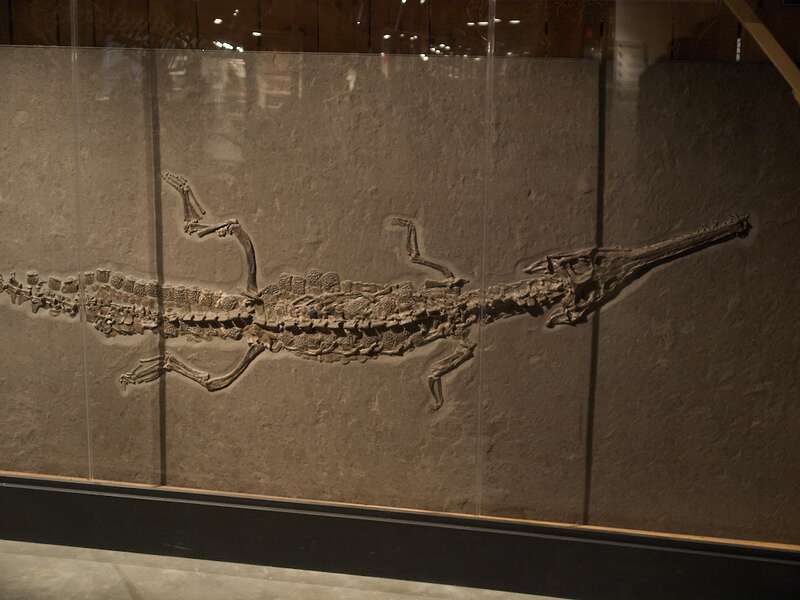 Steneosaurus bollensis