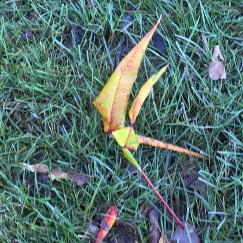 These are oddly shaped leaves in the fall.