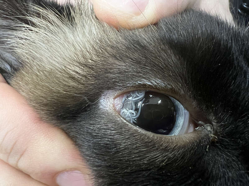 Thelazia parasitizing a domestic cat