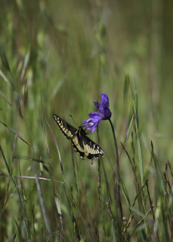 Okay, the signs of spring are undeniable now. My first Swallowtail of the season, wild Iris dotting the hills, the yellowing grass, and my allergies. Mostly my allergies. Am I the only one that regrets the passing of winter and it's humane