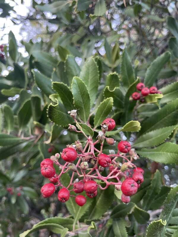 Photo of Toyon Fruit Gall Midge uploaded from iNaturalist.