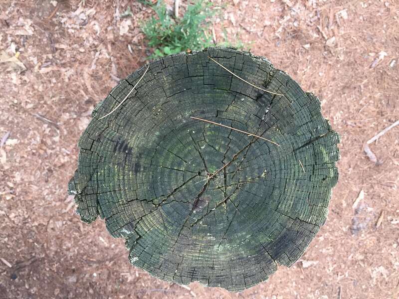 This tree stump is in Southern, New Hampshire.