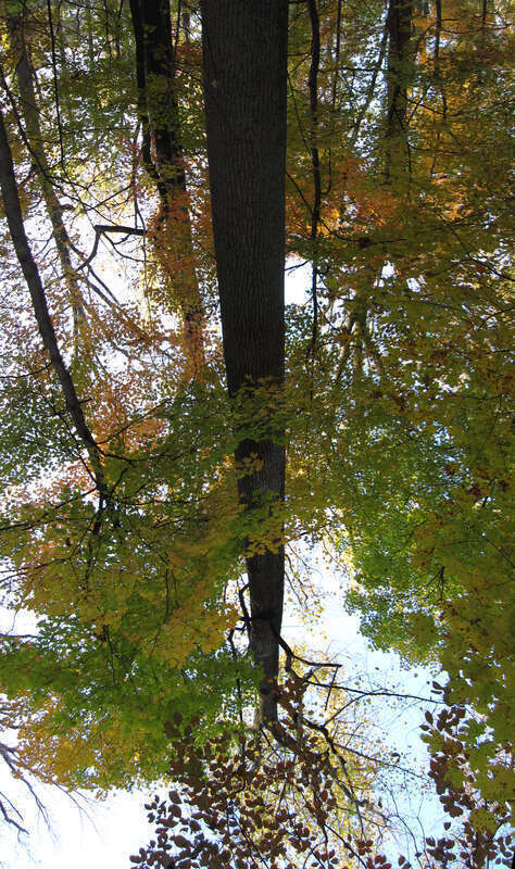 Large Tulip Poplar (Liriodendron tulipifera) at Wesselman Woods Nature Preserve at Evansville, IN
