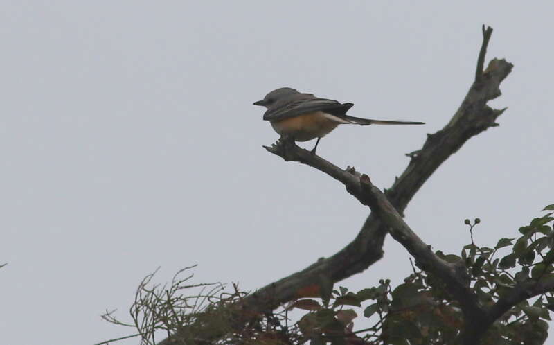 Scissor-tailed Flycatcher
