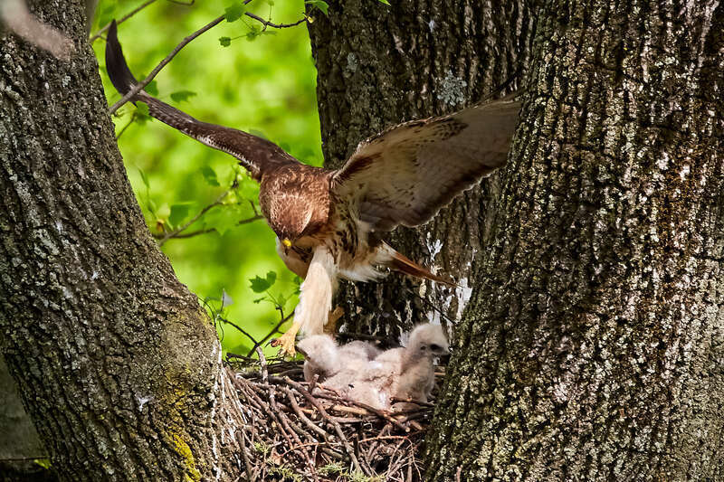 500px provided description: Redtail hawk walking over the babies. [#bird ,#nature ,#animals ,#wildlife ,#wild ,#hawk ,#babies]