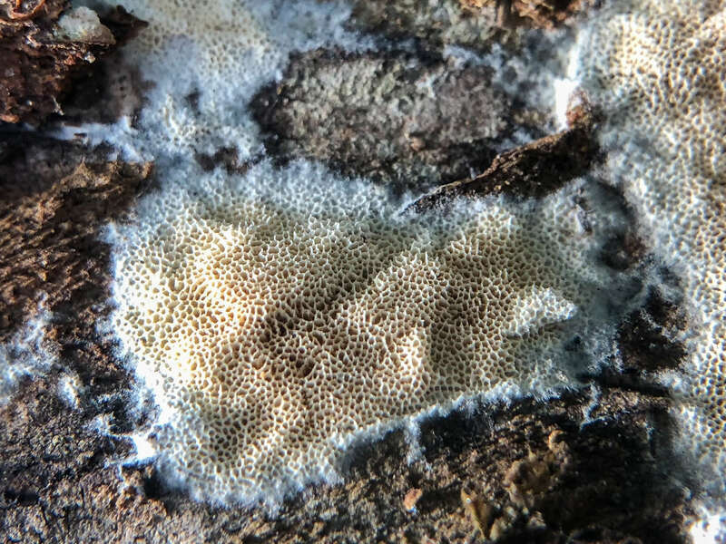 Xylodon subflaviporus. Species of fungus.