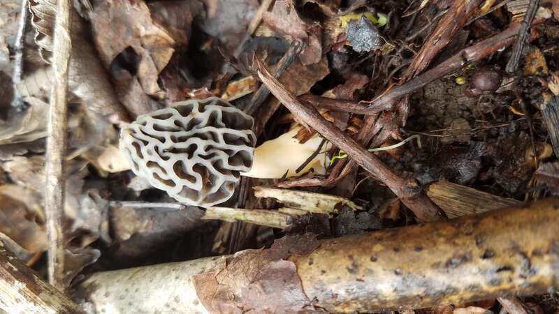 Yellow morel (Morchella esculenta) near Pittsburgh, Pennsylvania