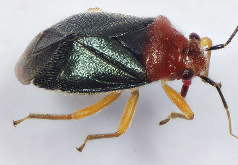 Yucca Plant Bug (Halticotoma valida) found on a Yucca plant in North Carolina and photographed under a microscope