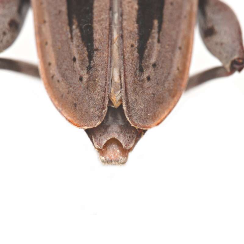 Lesser Pine Borer (Acanthocinus nodosus)