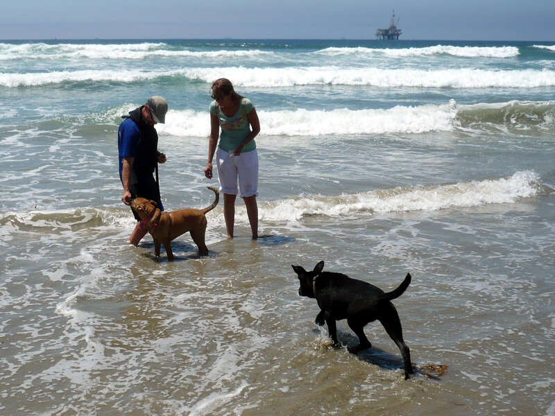 After experimentation at the beach as well as in freshwater streams, we have concluded that Bella loves the water.