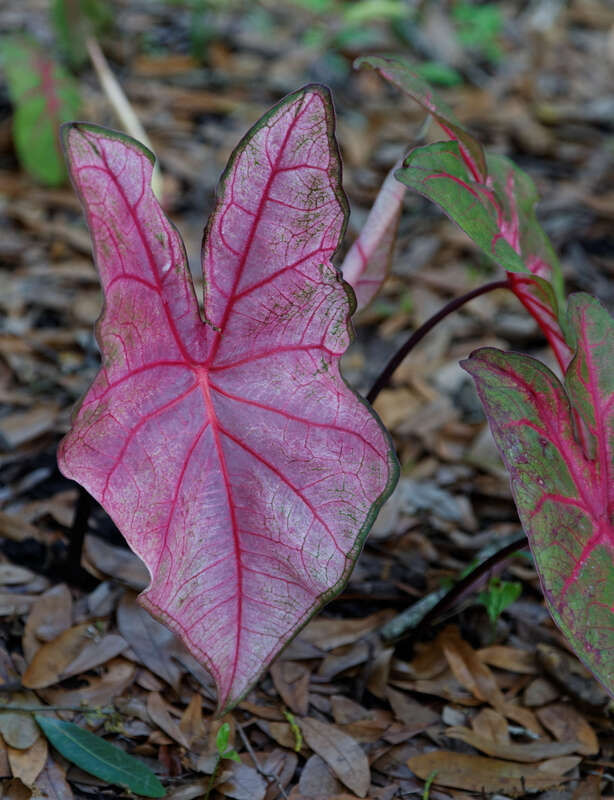 Caladium bicolor