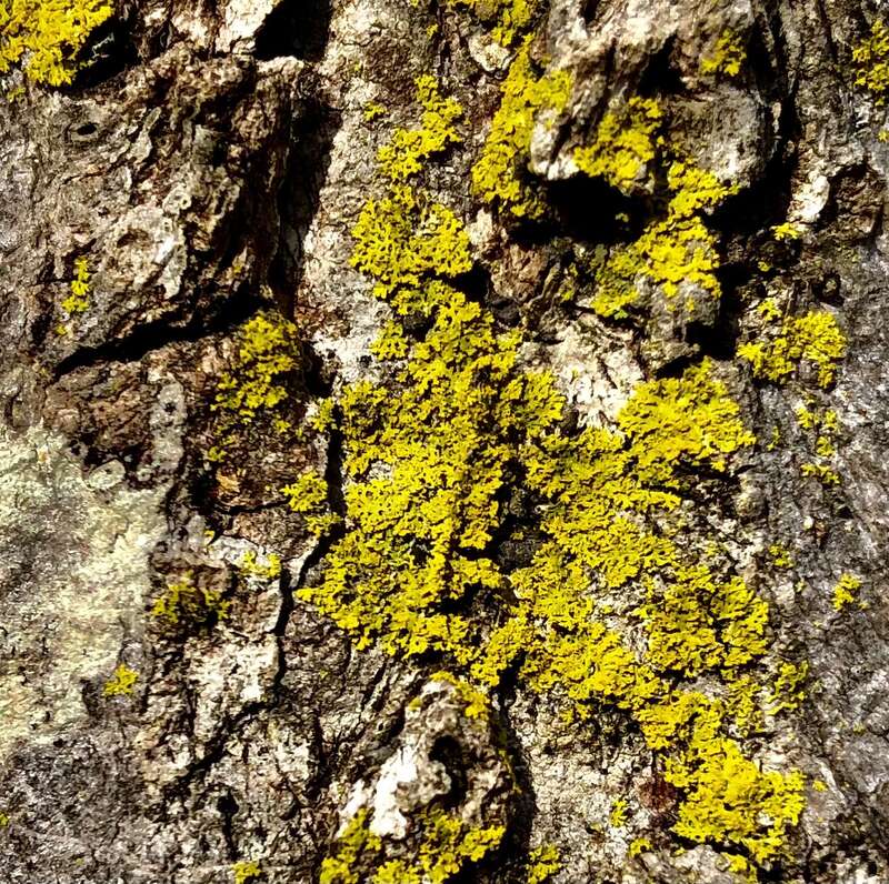Candleflame Lichen (Candelaria concolor)