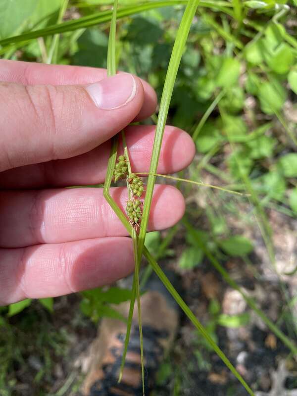 Carex caroliniana (Carolina Sedge) - New Jersey Turnpike W, Jersey City, Hudson County, NJ, US