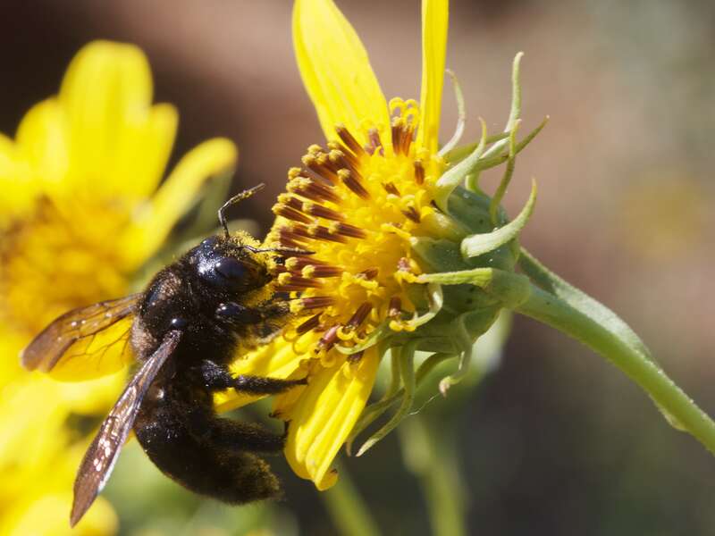 A female carpenter bee browsing on (I think) a Grindelia spp. Note the whitish dots on her back are probably mites; still, she looks quite healthy. Note, too, the generous dusting of pollen on her face. This is at Ulistac Natural Area.