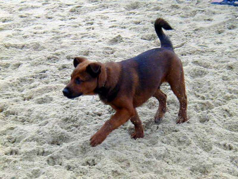 As soon as he came to me I started taking Cisco to the Huntington Beach Dogbeach.  This photo as taken within a few days after he first arrived.  He's about three months old.