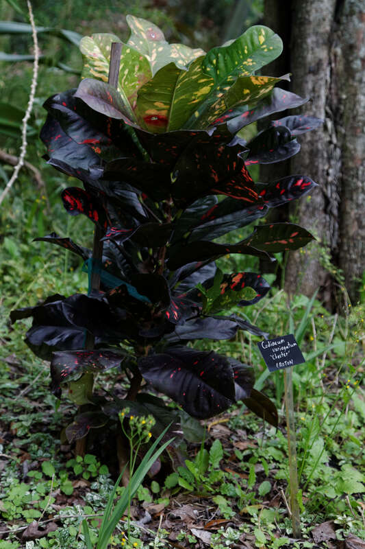 Codiaeum variegatum (croton)