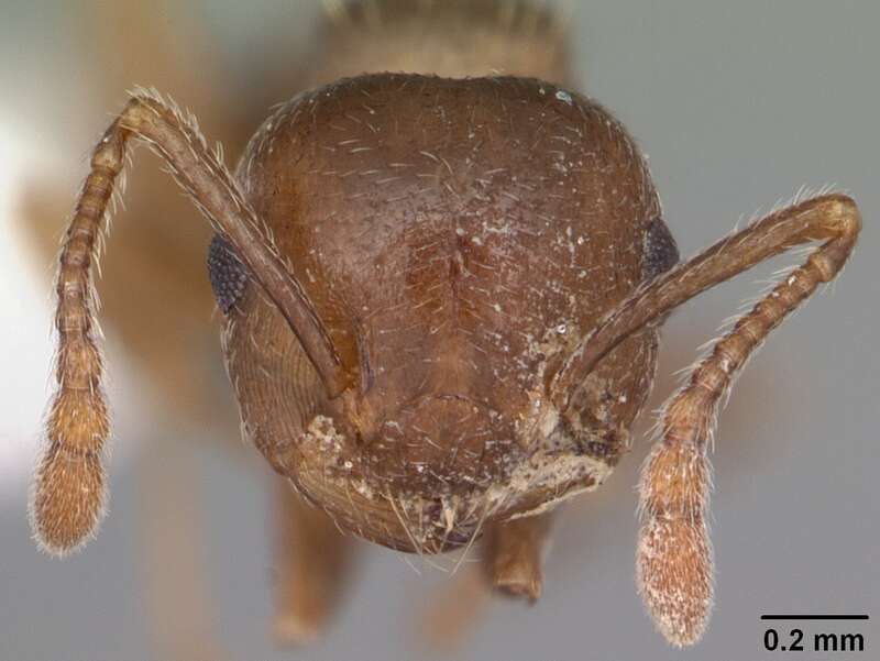 Head view of ant Crematogaster cerasi specimen casent0103776.