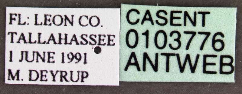 Label view of ant Crematogaster cerasi specimen casent0103776.