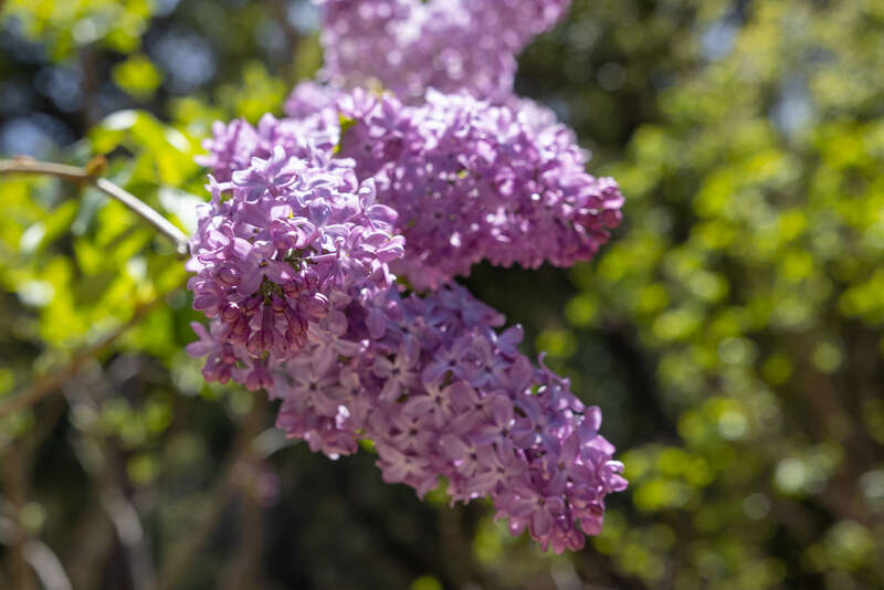 Descanso Gardens, Los Angeles