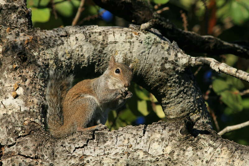 Grey squirrel seen in Hugh Taylor Birch State Park.