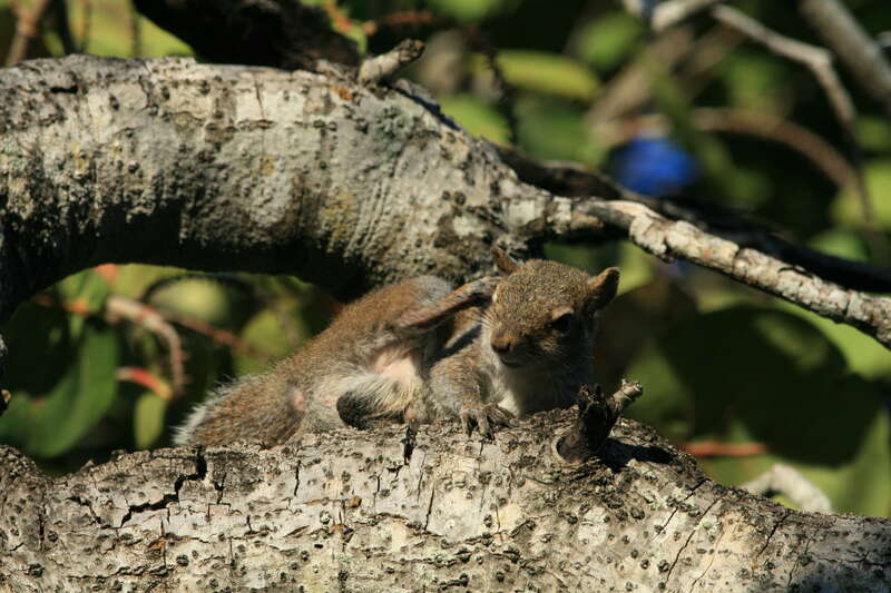 Grey squirrel seen in Hugh Taylor Birch State Park.