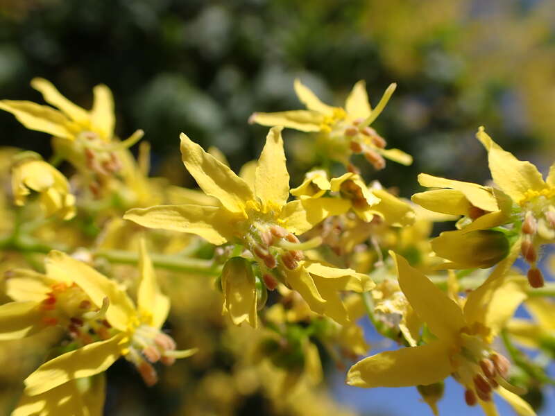 Golden raintree in a neighborhood near Tiguex Park, This tree is a common ornamental throughout the the area of Albuquerque, Bernalillo County, New Mexico.