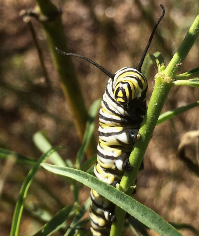 A caterpillar of the Monarch butterfly feeding on a narrow-leaf milkweed. Ulistac Natural Area in the City of Santa Clara, CA.