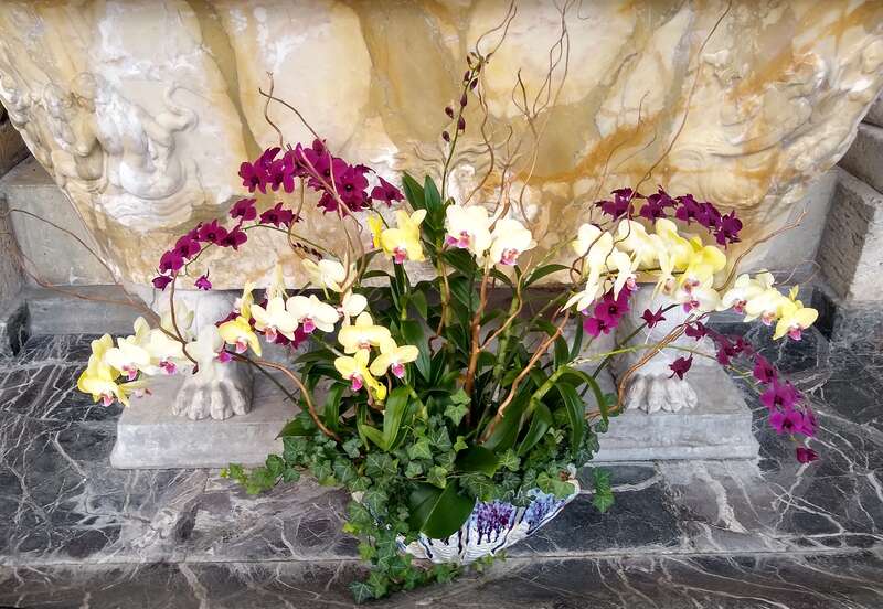 Orchids at Vizcaya Museum and Gardens