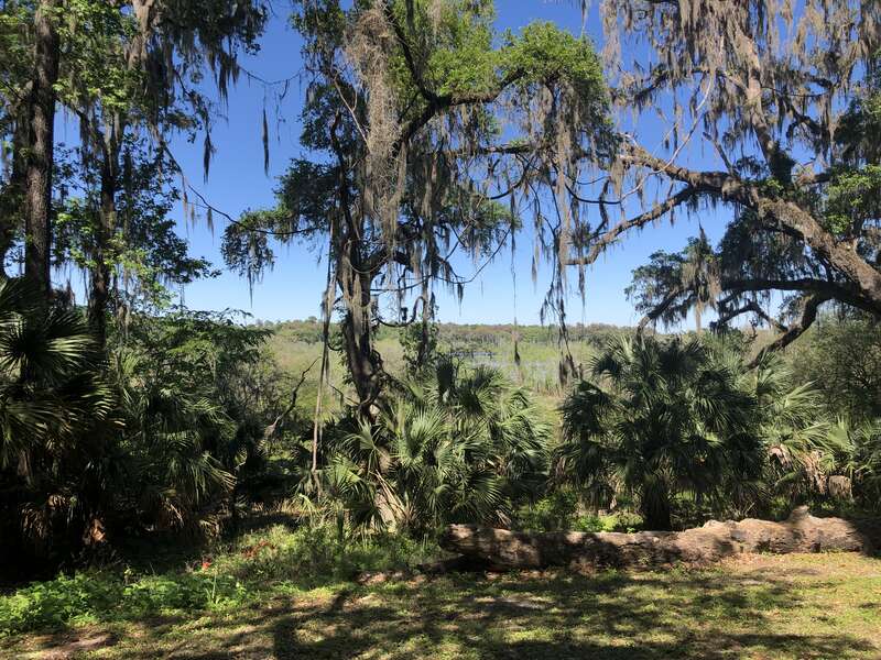 Overlook of Kanapaha Lake from Kanapaha Botanical Gardens. Trees can be seen in the photo, as well as a lake covered in plants. Blue sky in the background.