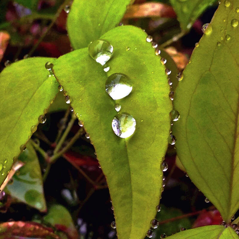 500px provided description: Best photo are the once not planned [#rain ,#drops ,#plant]