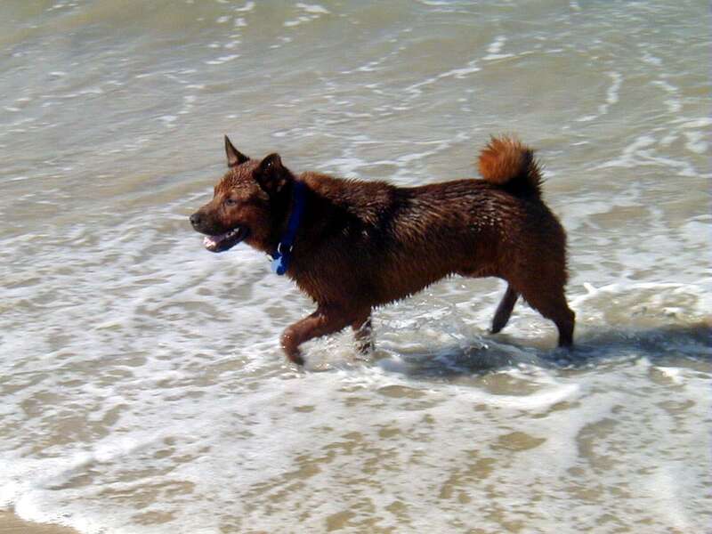 Cisco drenched from a dunking at the Huntington Beach Dogbeach.