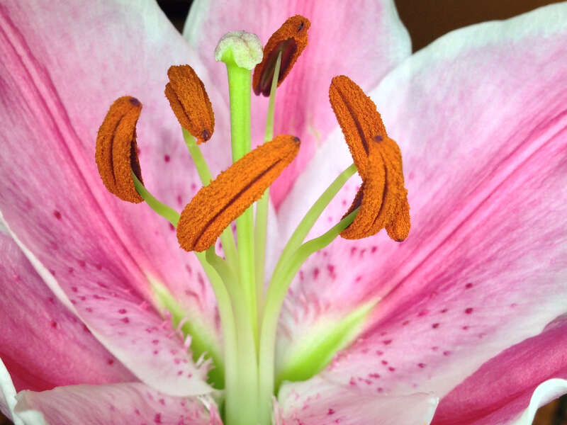 500px provided description: Stargazer lilies are deliciously fragrant [#lily ,#flower ,#lilies]