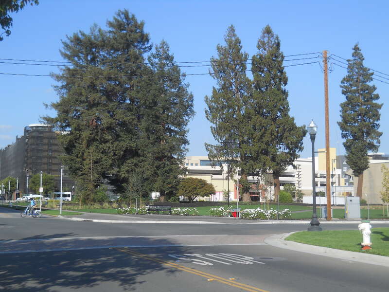 Redwood trees in downtown Sunnyvale, California, originally beside City Hall, later in Redwood Square within the Town Center mall.